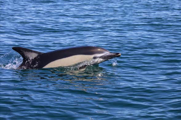 Observation de dauphins