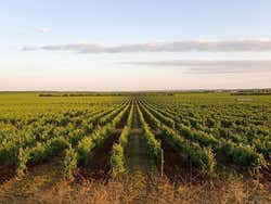 Vignobles de la cave de Herdade do Esporão