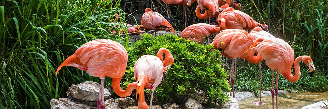 Jardin zoologique de Lisbonne 